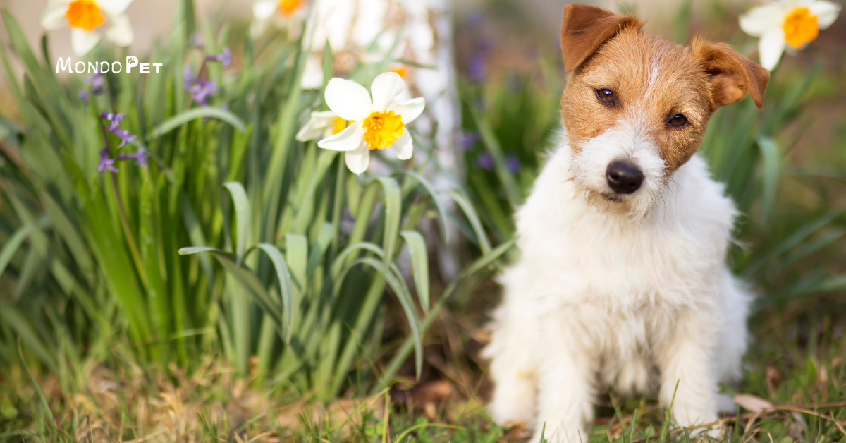 Illustrazione informativa sui principali pericoli primaverili per cani e gatti, tra cui narcisi, tulipani, gigli, fertilizzanti, detergenti domestici e terriccio, con focus sulla prevenzione del benessere animale.
