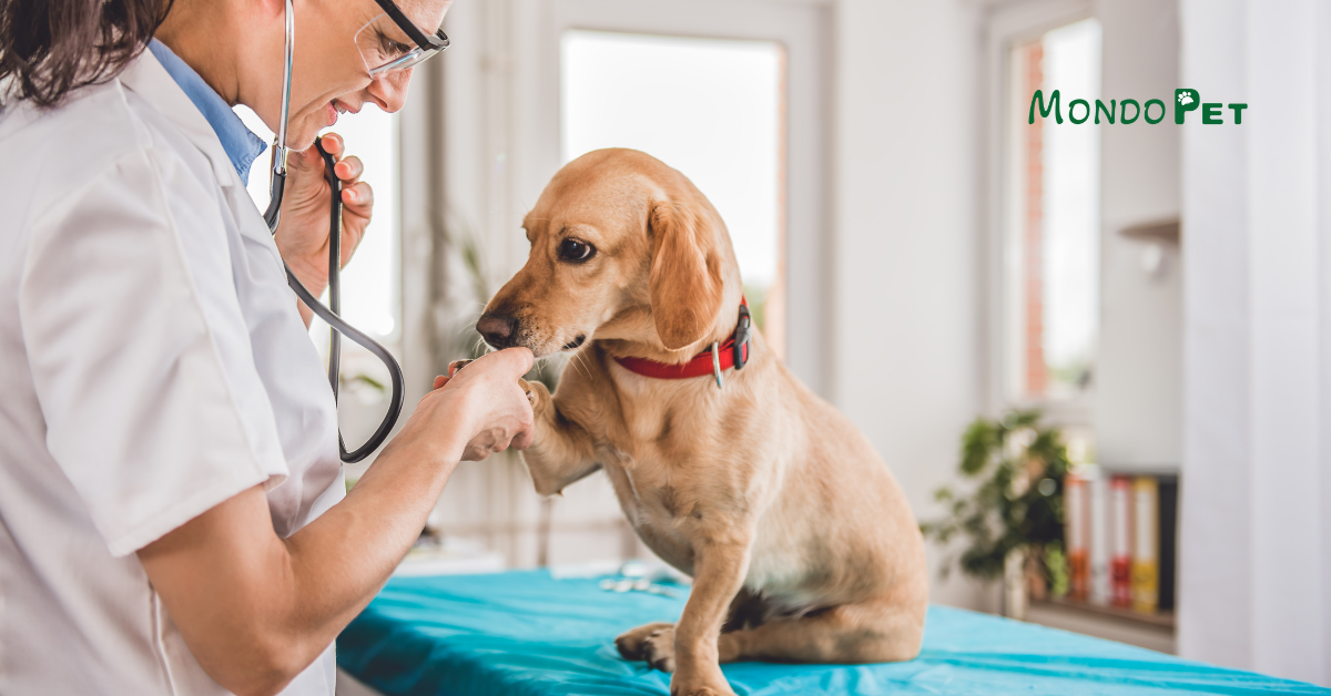 Pelle sensibile e parassiti nel cane